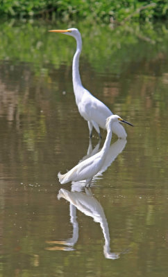 Snowy and a Great Egret..