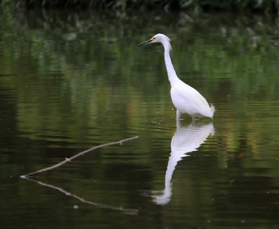 Snowy Egret..