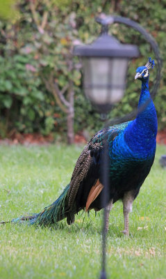 Bird or friut...09/29..