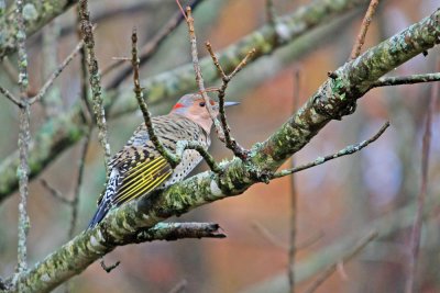 Northern Flicker, Branson Mo.