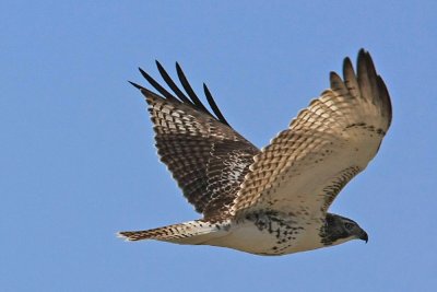 Juvenile Red-Tailed Hawk..Sparta Mo.