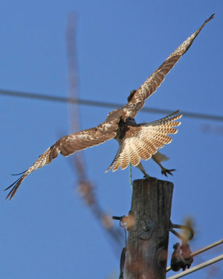 Juvenile Red Tailed Hawk. Sparta, Mo.