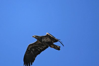 Juvenile Bald Eagle..La Crosse, Wi.