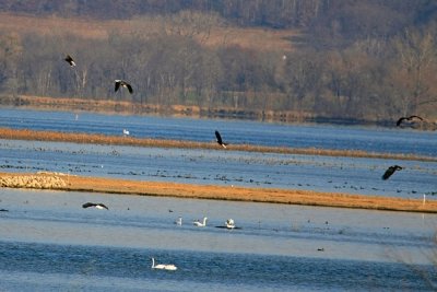Bald Eagles and Tundra Swans on the upper Mississippi  River..La Crosse, WI.