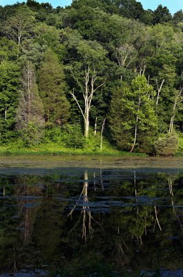 Reflections on the lake.jpg