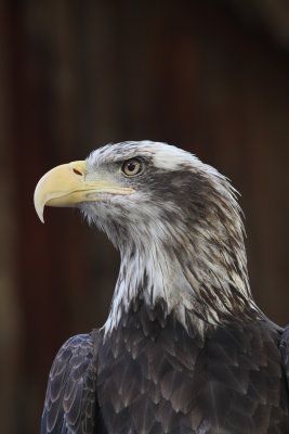 5 year old Bald Eagle. Little Rock Zoo.