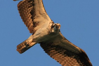 osprey