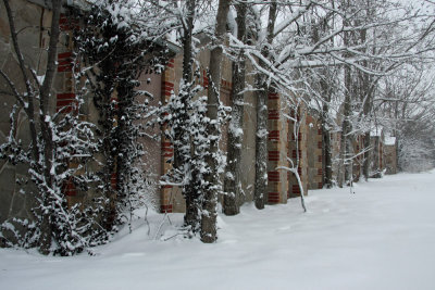 Springfield cottages