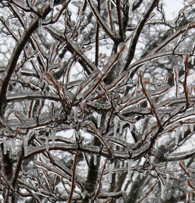 Ice on tree