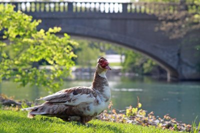 Ugly duckling ?