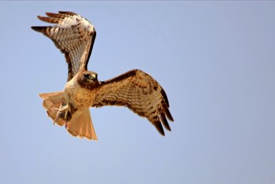 red tailed hawk with pocket gopher....