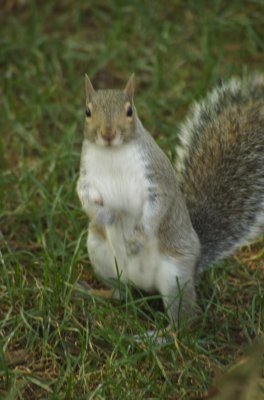 Squirrely Squirrel