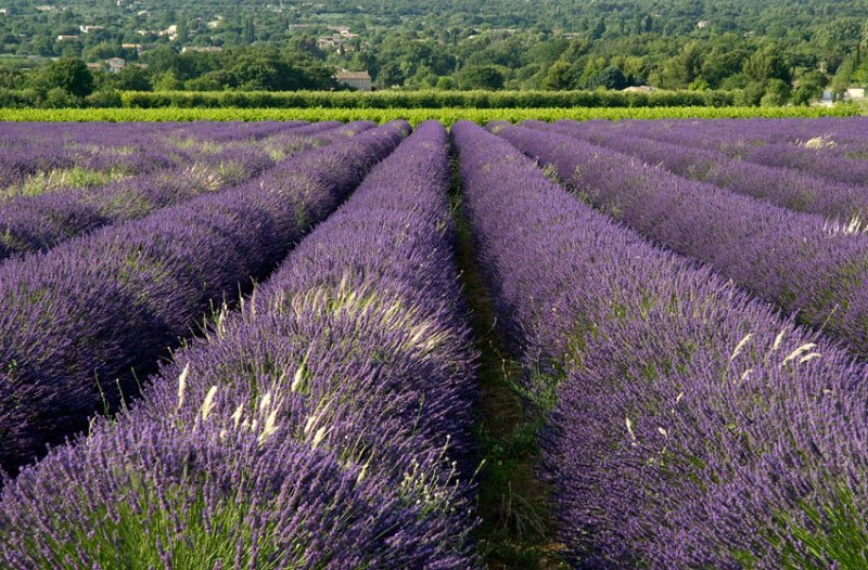 Lavender