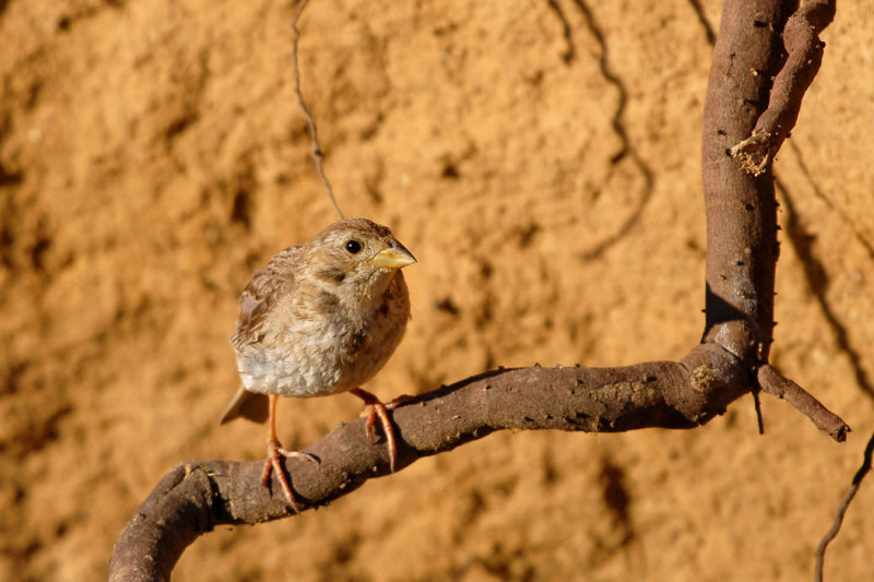 Passer hispaniolensis - Travniski (spanski) vrabec - Spanish sparrow