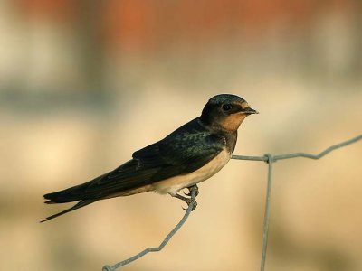 Hirundo rustica - Kmecka lastovka - Barn swallow