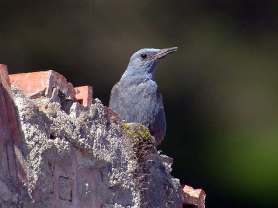 Monticola solitarius - Puavec - Blue rock thrush