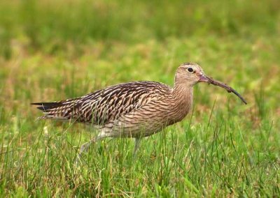 Numenius arquata - Veliki skurh - Curlew