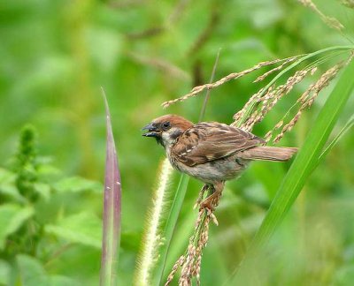 Passer montanus - Poljski vrabec - Tree sparrow