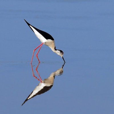 Himantopus himantopus-Polojnik-Black winged stilt
