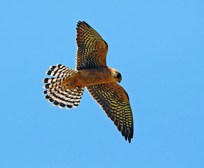 Falco vespertinus - Rdecenoga postovka - Red footed falcon