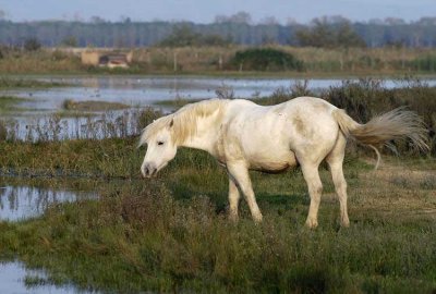 Camargue horse in Nature reserve  Isolla della cona