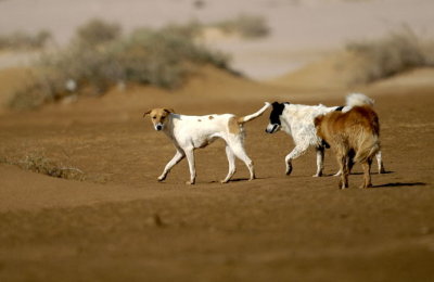 Desert dogs