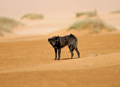 Desert dog