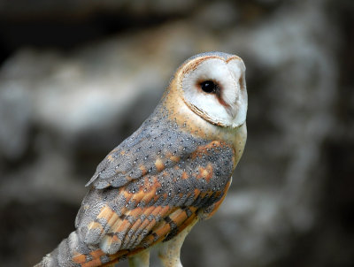 Tyto alba - Pegasta sova - Barn owl