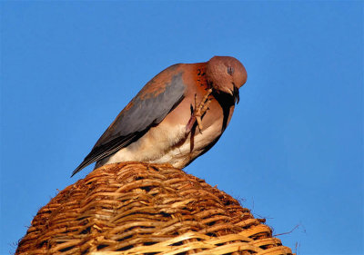 Streptopelia senegalensis - Oazna grlica - Laughing dove