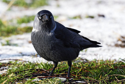 Corvus monedula - Kavka - Jackdaw