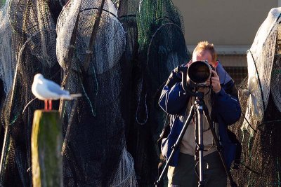 Gull and photographer in Marano Lagunare