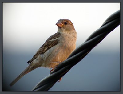 Passer domesticus - Domaci vrabec - House sparrow