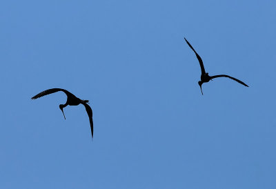 Plegadis falcinellus - Plevica - Glossy Ibis