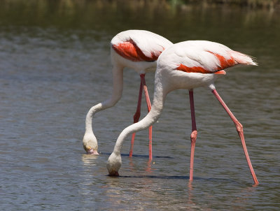 Phoenicopterus ruber - Plamenec - Greater flamingo