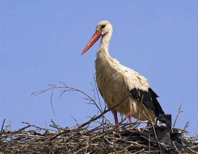 Ciconia ciconia - Bela storklja - White stork
