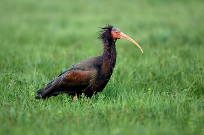 Geronticus eremita - Klavar - Bald ibis