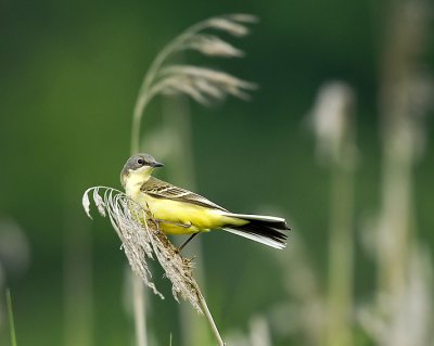 Motacilla flava - Rumena pastirica - Yellow wagtail