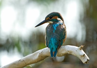 Alcedo atthis - Vodomec - Kingfisher