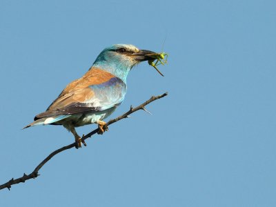 Coracias garrulus - Zlatovranka - Roller