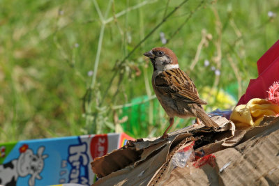 Passer montanus - Poljski vrabec - Tree sparrow