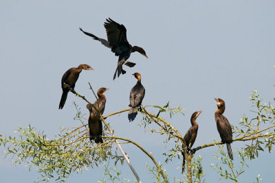 Phalacrocorax pygmeus - Pritlikavi kormoran - Pygmy cormorant