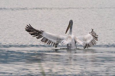 Pelecanidae (Pelikani)