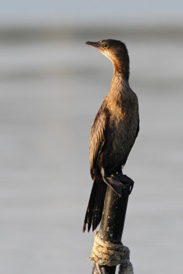 Phalacrocorax pygmeus - Pritlikavi kormoran - Pygmy cormorant