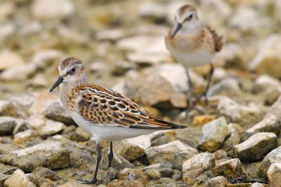 Calidris minuta - Mali prodnik - Little stint