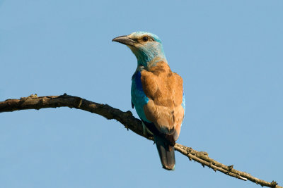 Coracias garrulus - Zlatovranka - Roller