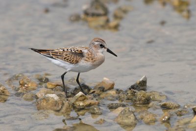 Calidris minuta - Mali prodnik - Little stint