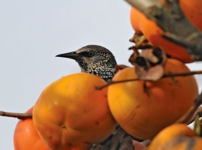 Sturnus vulgaris - Skorec - Starling