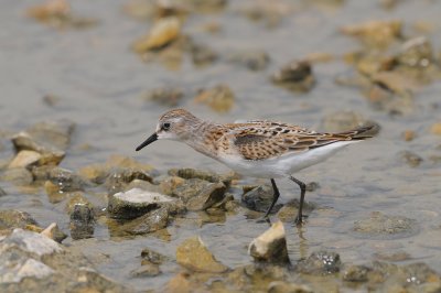 Calidris minuta - Mali prodnik - Little stint