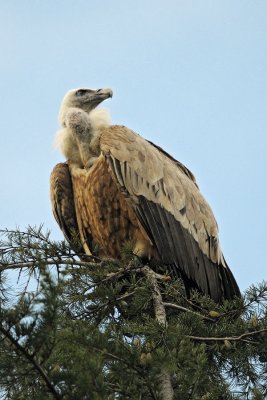 Gyps fulvus - Beloglavi jastreb - Griffon vulture