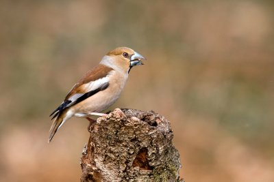 Coccothraustes Coccothraustes - Dlesk - Hawfinch